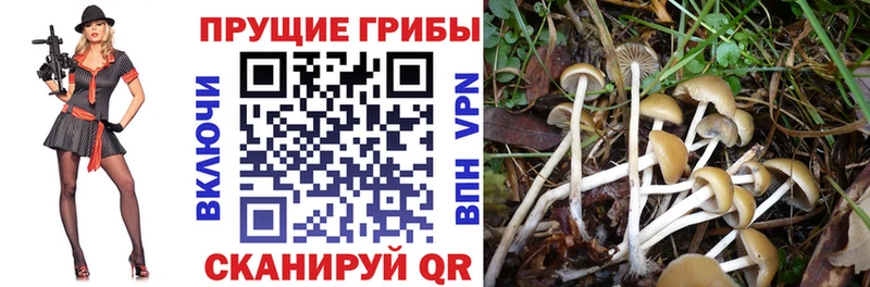Галлюциногенные грибы Psilocybe  Комсомольск-на-Амуре 